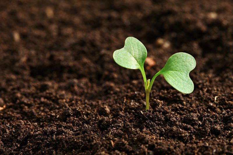 World Soil Day: 'Be the Solution to Soil Pollution'