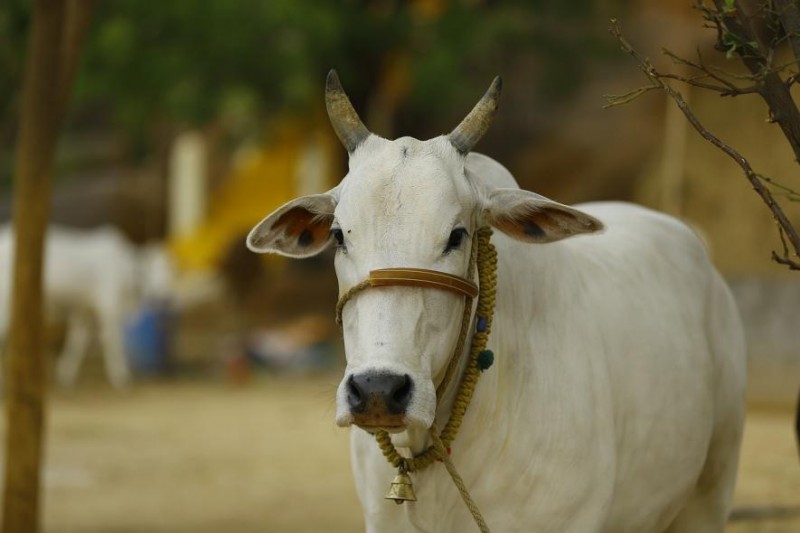 Why the controversy over cow or cow urine, is only North India called Cow belt, know the classical and scientific aspects