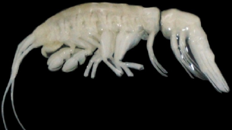 Scientists Discover 'Darkness'—A New Deep-Sea Predator in the Atacama Trench