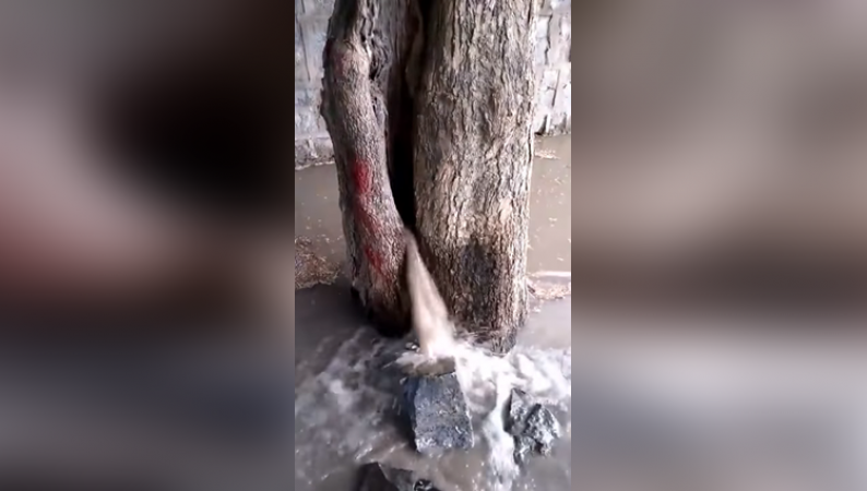 Miracle Of This 'Amazing Tree' Will Leave You Stunned