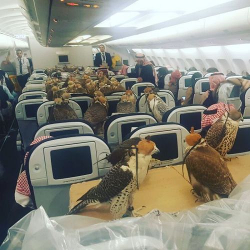 Unbelievable! Falcons have their own passports to board on Aircraft