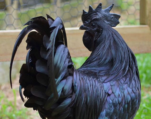 Rare seen black beauty of 'Goth Chicken'!