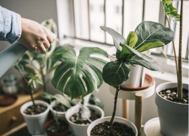 These plants will grow without sunlight, keep them at home