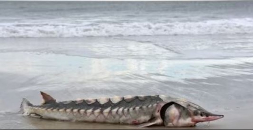 Sea Creature of Dinasaur’s Time, You will be surprised after seeing this dangerous animal