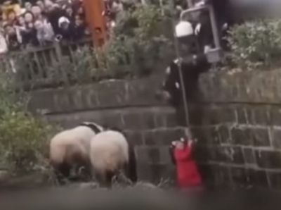 OMG! A Girl Falls Into Panda Enclosure, watch the heart-stopping video to know what happened now