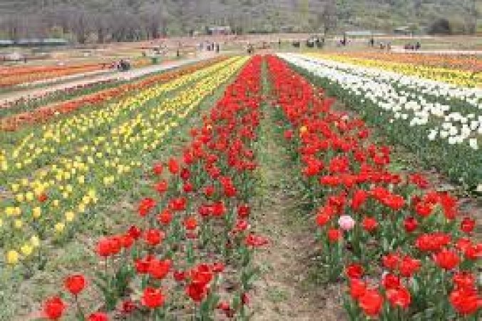 Want to see the Tulip Festival? Know these details like ticket, timing…