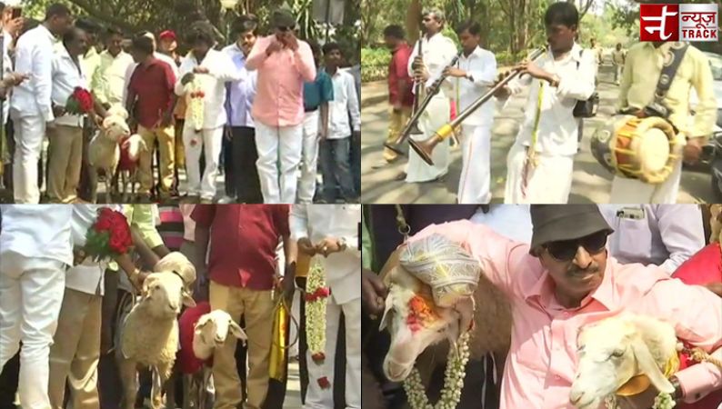 KRV marries off Goat, Sheep to support Valentine’s Day