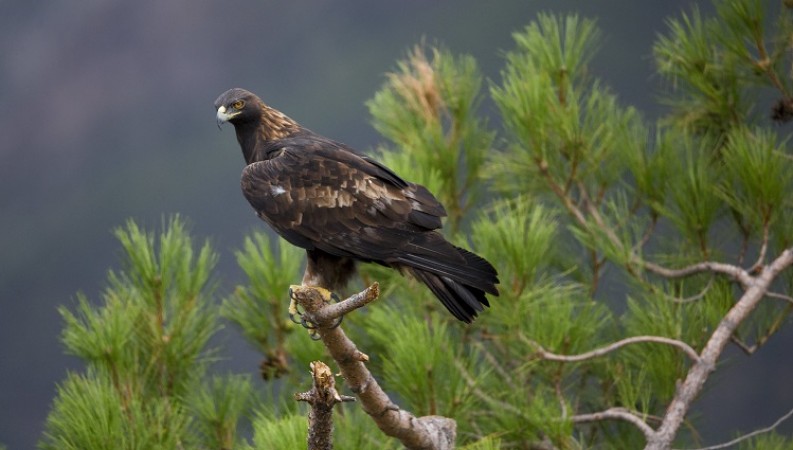 Save the Eagles Day: Honoring Majestic Raptors