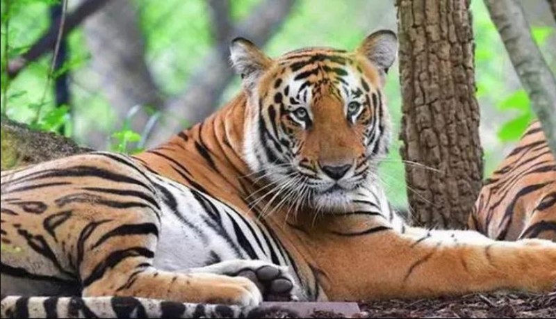MP: Tigress T4 gives birth to 4 more cubs in Pench Reserve