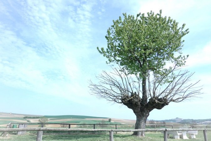 The Mystery of the Double-Tree of Bialbero di Casorzo