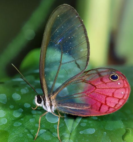 Combo of transparent and tranlucent creatures of nature are marvellous !!!