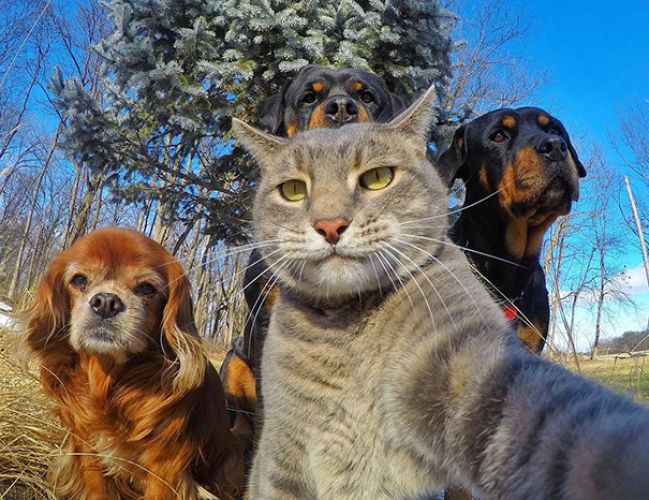 Selfie Time!! Watch these funny selfie pictures of Animals!