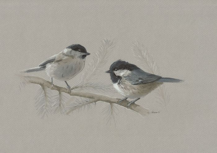 'Mini birds' sketch looks realistic and pretty !