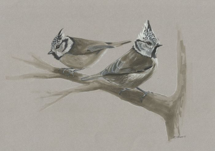 'Mini birds' sketch looks realistic and pretty !