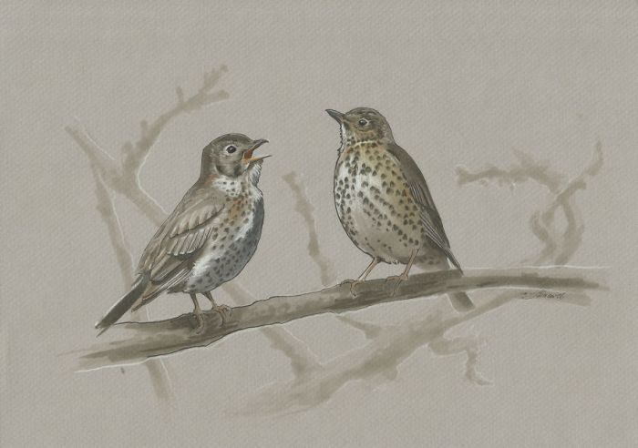 'Mini birds' sketch looks realistic and pretty !