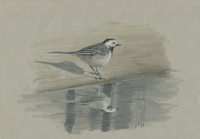 'Mini birds' sketch looks realistic and pretty !