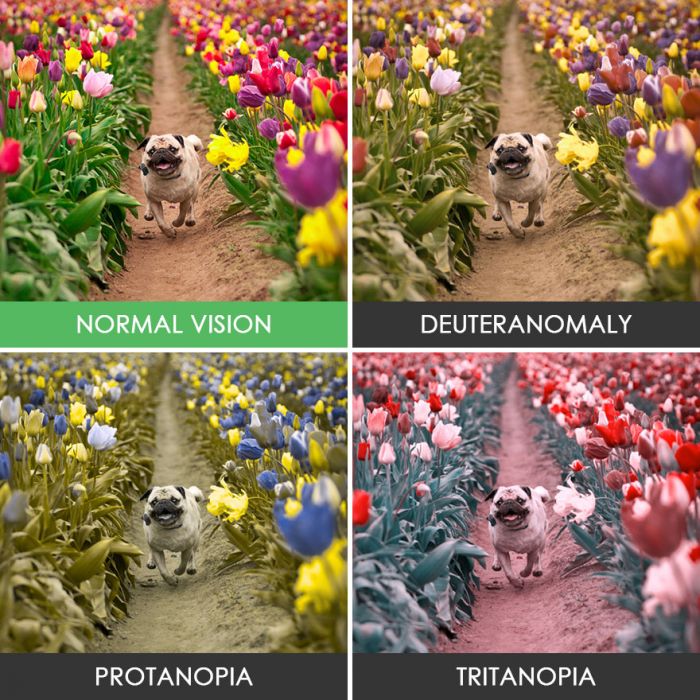 Watch, how the people with color blindness see the world