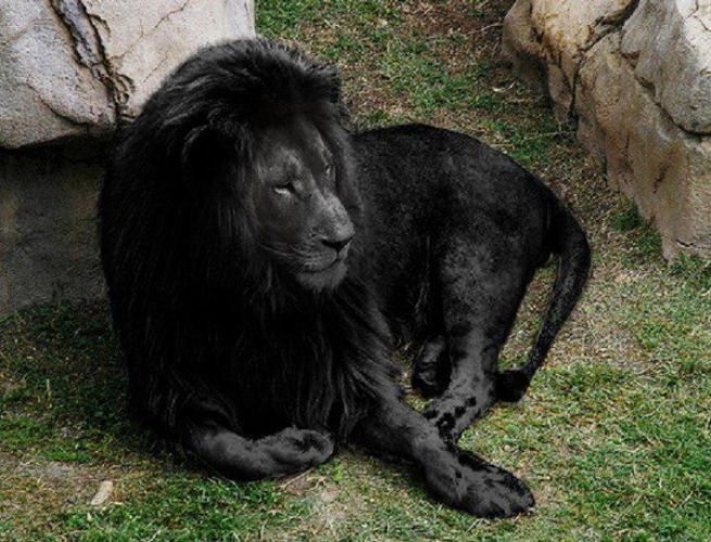 Have you ever seen these rare black animals???