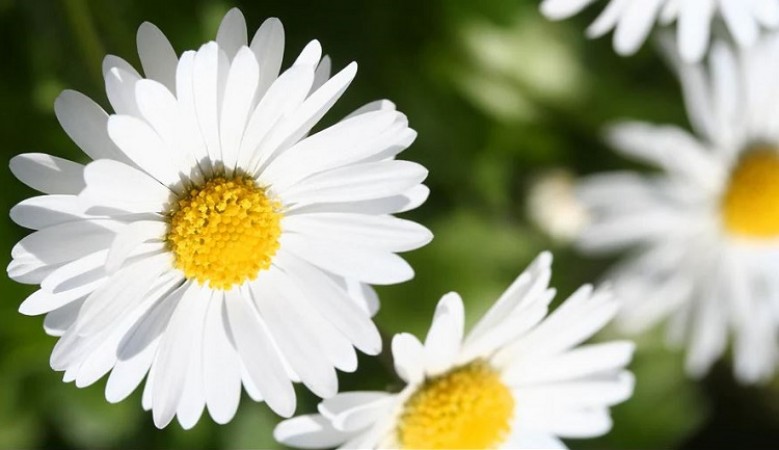 National Daisy Day: Showing Symbolism and Beauty of  Flowers