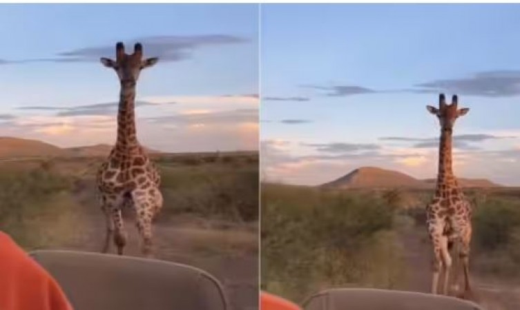 Viral Video!! Angry Giraffe started running after the Tourist, shocking thing happened next