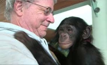 Chimpanzee jumps on former owner with love