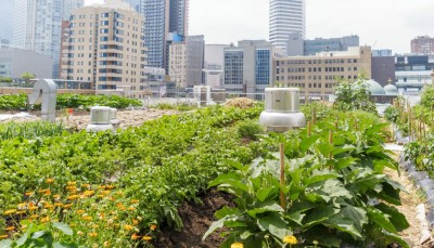 Gardening: Urban Gardening: Growing Plants in Small Spaces
