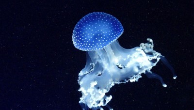The Beauty of Bioluminescent Organisms: Nature's Living Light Shows