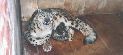 Watch adorable video of snow leopard cubs playing in Darjeeling zoo