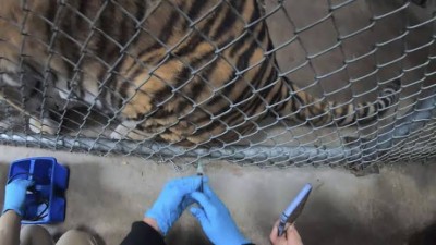 After humans, creatures take COVID-19 jab! Oakland zoo inoculates animals