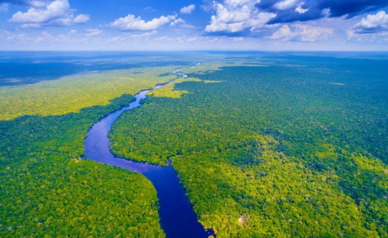 The Amazon Rainforest: Earth's Oxygen Factory