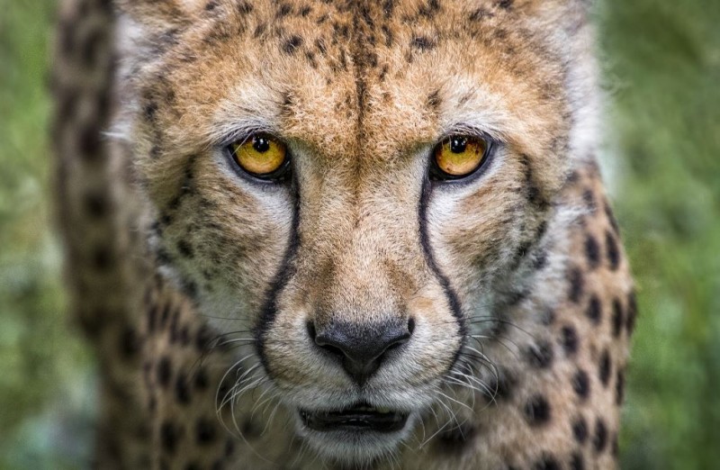 Cheetahs: The Speed Demons of the Animal Kingdom