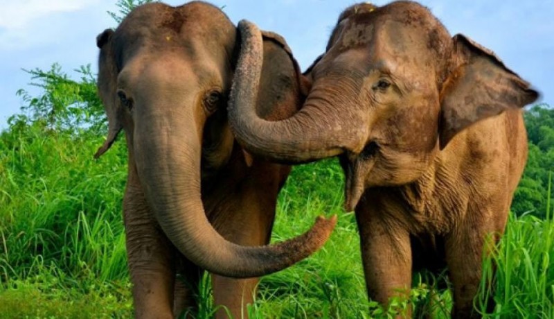 Elephants: Magnificent Creatures with Unique Hearts