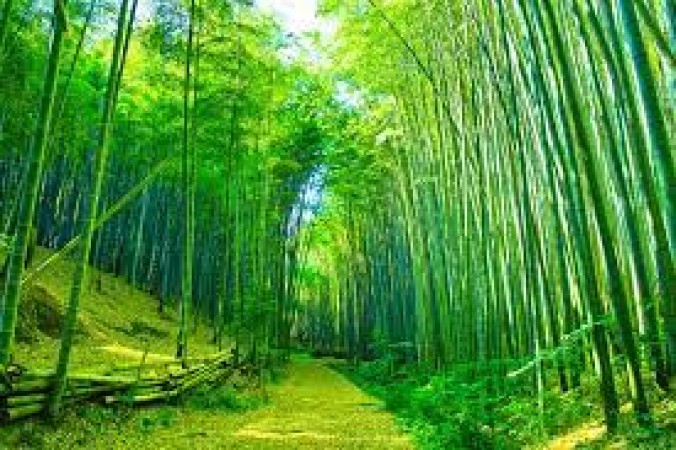 The Incredible Growth of Bamboo: Nature's Fastest-Growing Plant