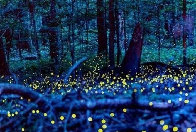 Firefly Synchronization: The Phenomenon Where Fireflies Flash Their Lights in Unison