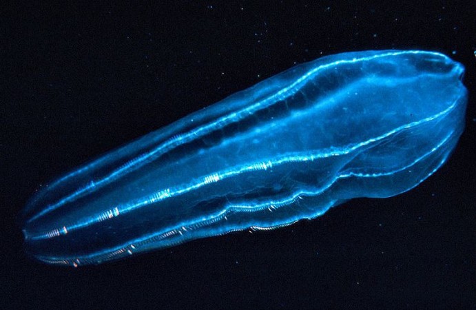 Bioluminescent Organisms: Illuminating Nature's Magic