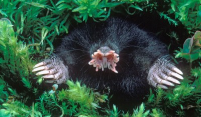The Fascinating Star-Nosed Mole: Exploring Its Unique Adaptations