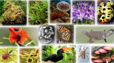The Importance of Biodiversity Conservation and Threatened Species