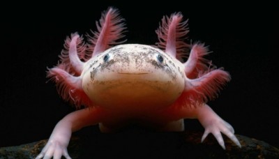 The Amazing Axolotl: A Marvel of Regeneration