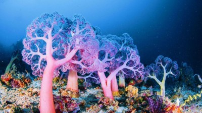 Discovering the Marvels of Coral Reefs and Marine Biodiversity
