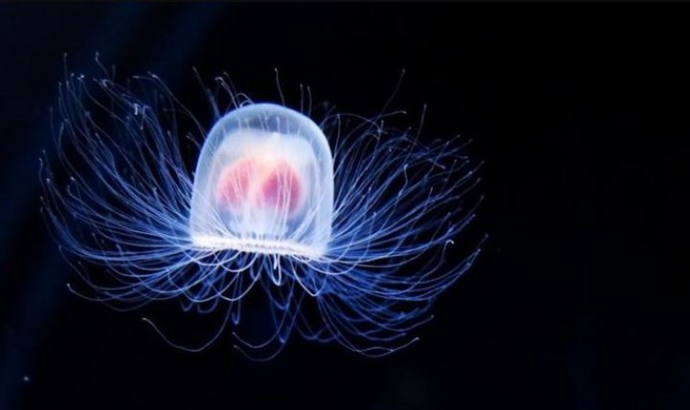 The Immortal Jellyfish: Investigating the Unique Ability of Certain Jellyfish to Revert Back to Their Juvenile State