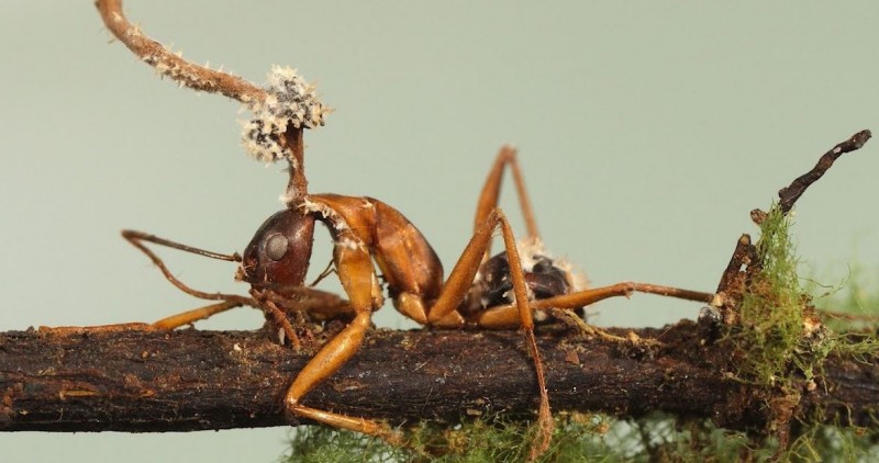 Zombie Ants: Learning about Parasitic Fungi that Control Ant Behavior and Manipulate Them for Their Own Benefit