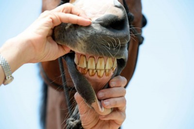 The Secret to Determining a Horse's Age Lies in Its Teeth