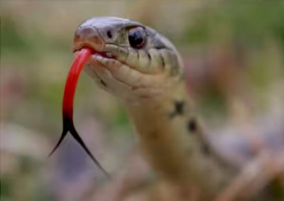 Meet Amar Singh, the Indian Man Who Defied Death with 272 Snake Bites