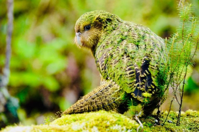 The Kakapo: Learning about the Flightless Parrot from New Zealand