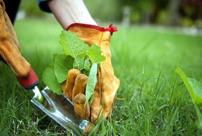 Preventing and Treating Plant Diseases during the Rainy Season