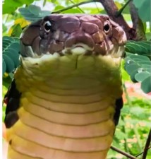 Family Encounters 12-Foot King Cobra in Their Backyard, Video Goes Viral