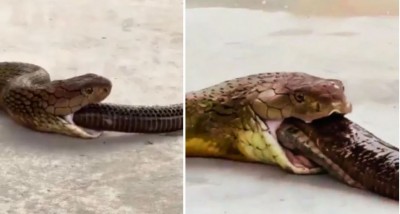 Giant Cobra Spits Out Six-Foot Snake, Internet Left Shocked and Terrified