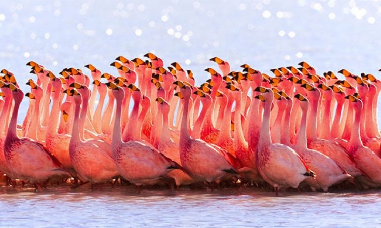 A Group of Flamingos is Called a 