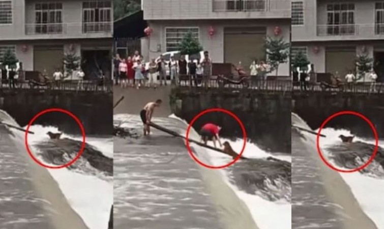 The dog was drowning in the water, two people standing in front saved his life and set an example of humanity!