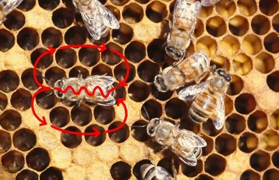 Honeybees' Intricate Communication: Unraveling the 